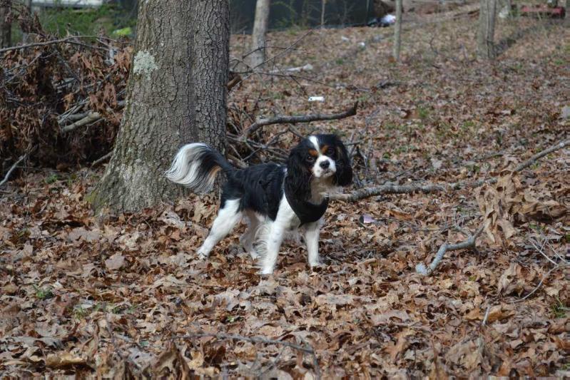 BRIARWOOD FOREST IMP ABNER | Cavalier King Charles Spaniel 