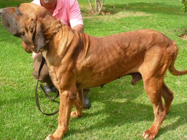 Xirú Chão de Goiás | Fila Brasileiro 