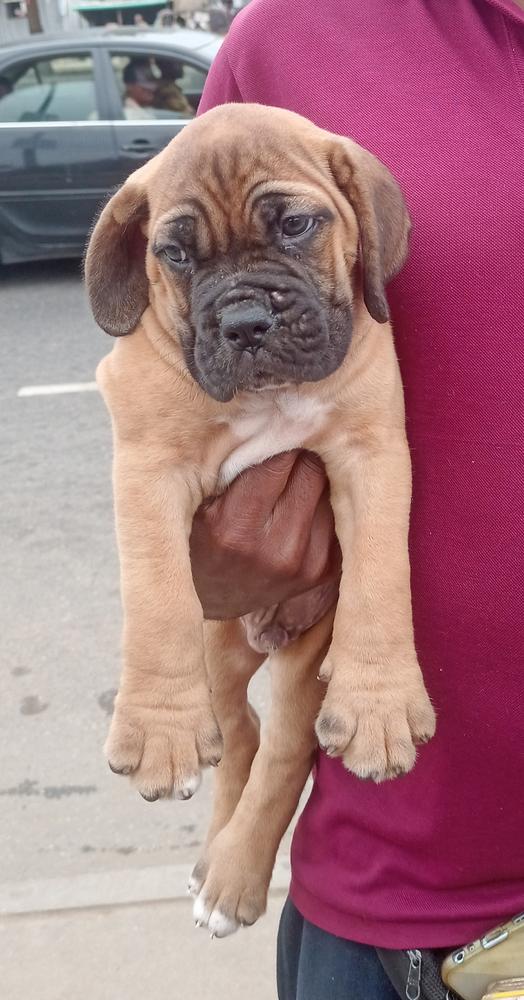 ROMEO ii of Dêrôyâlpâwzkênnêl | African Boerboel 