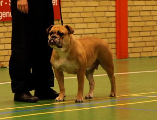 Østergaard's Alma | Olde English Bulldogge 