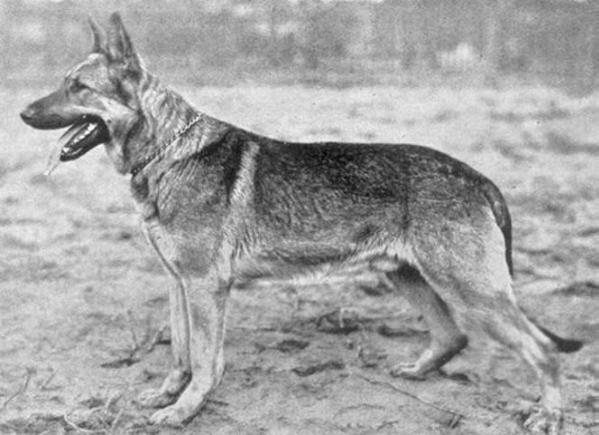 Alf von Brunkensen | German Shepherd Dog 