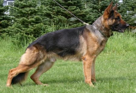 Jaro vom Beatenhof | German Shepherd Dog 