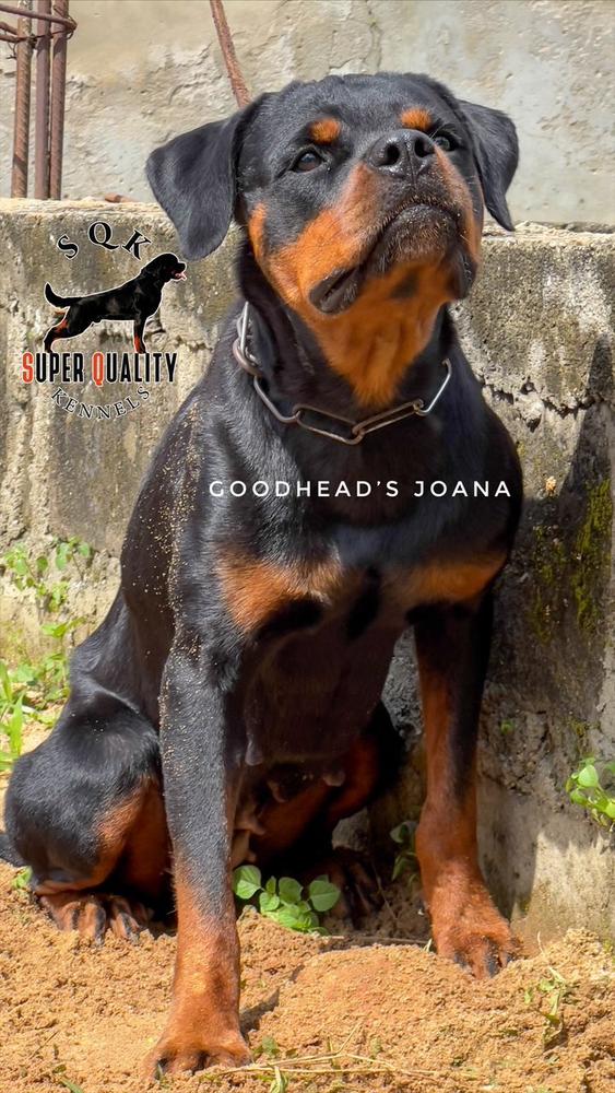 Goodhead's Joana | Rottweiler 