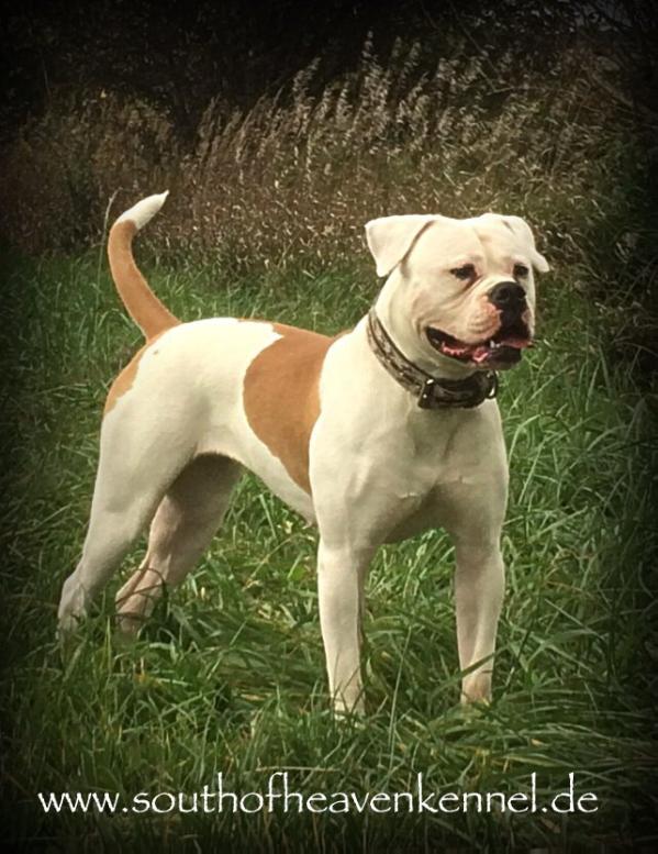 Ostergaard's Maddy | American Bulldog 