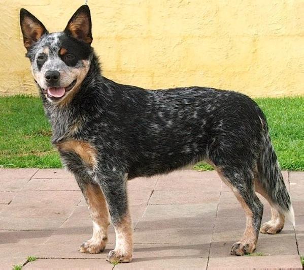 Turrella Blue Sky | Australian Cattle Dog 