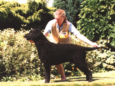 Caballus Grand Slam | Curly Coated Retriever 