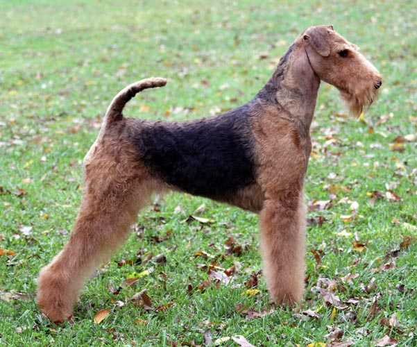 Joval Playing With Fire | Airedale Terrier 