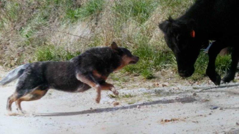 JR's Blue Duck | Australian Cattle Dog 