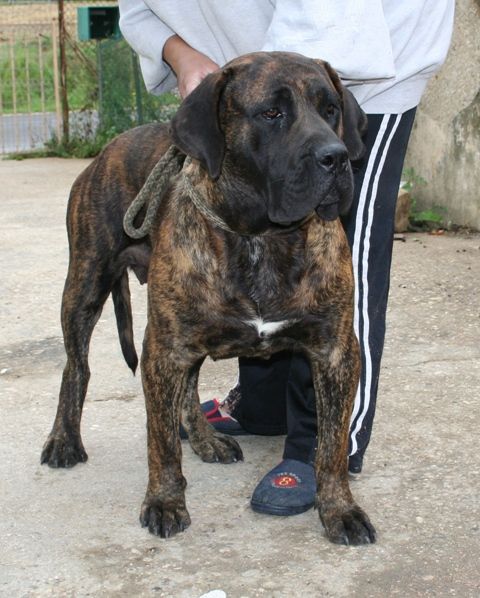 Crys de La Roue Solaire | Perro de Presa Canario 