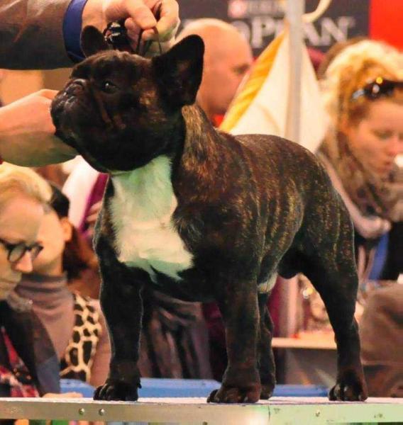 GOLIAT D'MAYRO FRENCHES | French Bulldog 