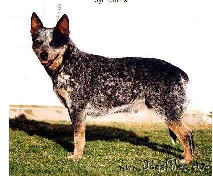 TURRELLA SPANISH LACE | Australian Cattle Dog 