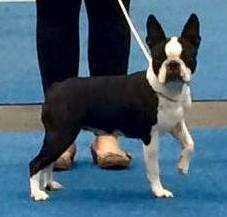 FOREVER IN MY HEART Torques | Boston Terrier 