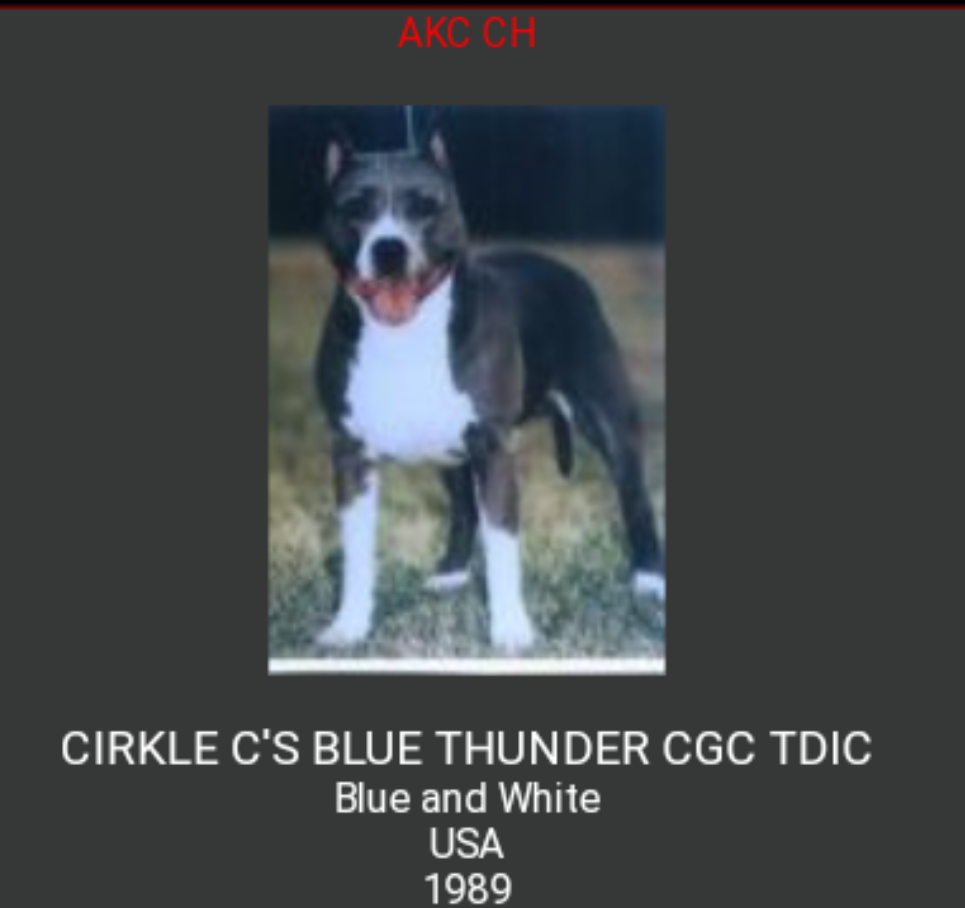 CIRKLE C'S BLUE THUNDER CGC TDIC | American Pit Bull Terrier 