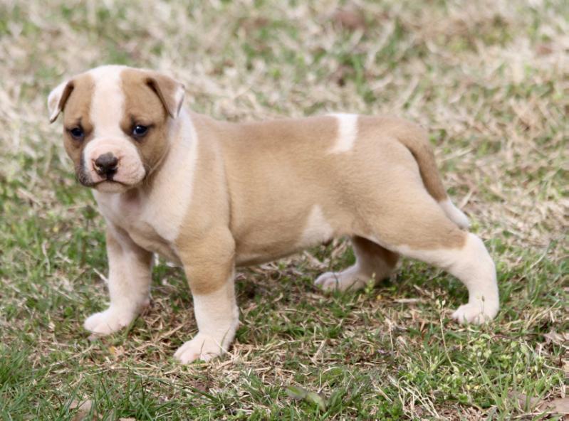 HSB Latigo | American Bulldog 