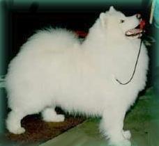 Sam Sirius Armadillon | Samoyed 