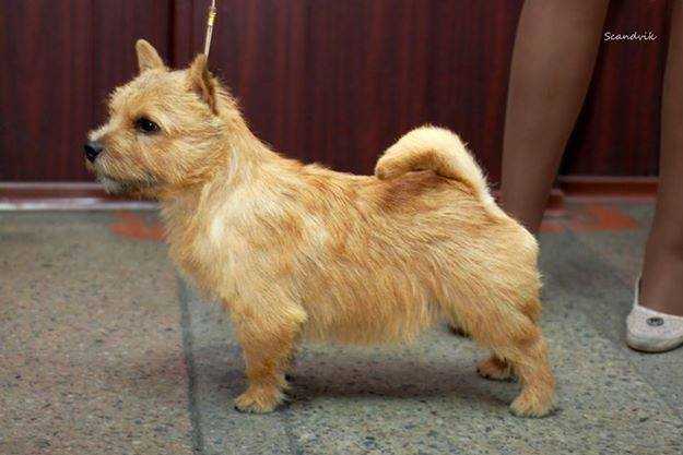 Scandvik Esprit | Norwich Terrier 