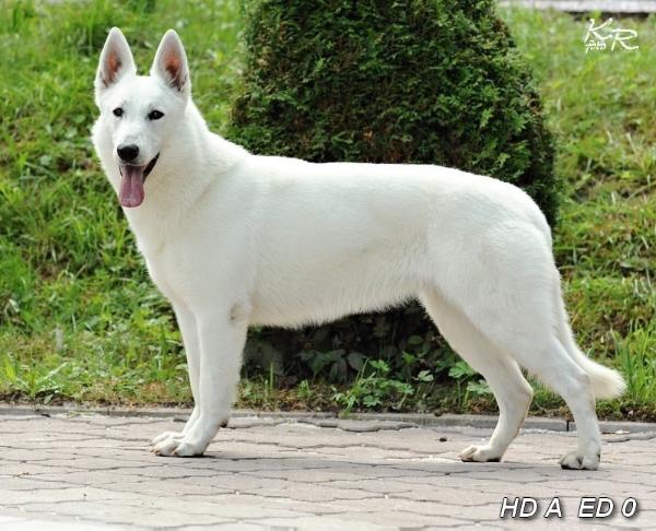 Tara Chelsey Donnevara | White Swiss Shepherd Dog 