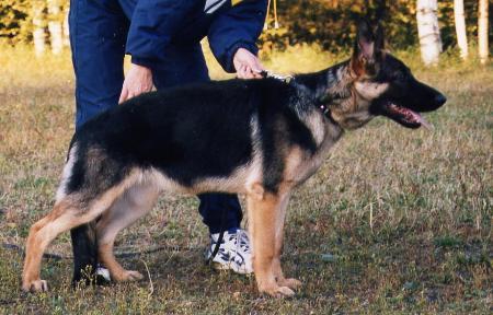 Lebendig Iina | German Shepherd Dog 