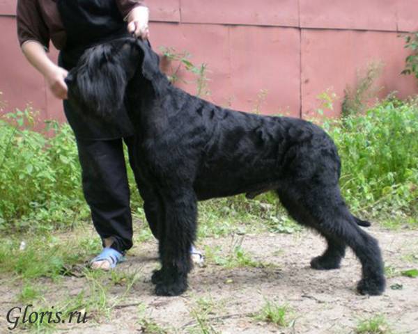 Gloris Florizel | Giant Schnauzer 