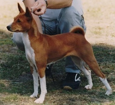 Baagna Iza Cexe | Basenji 