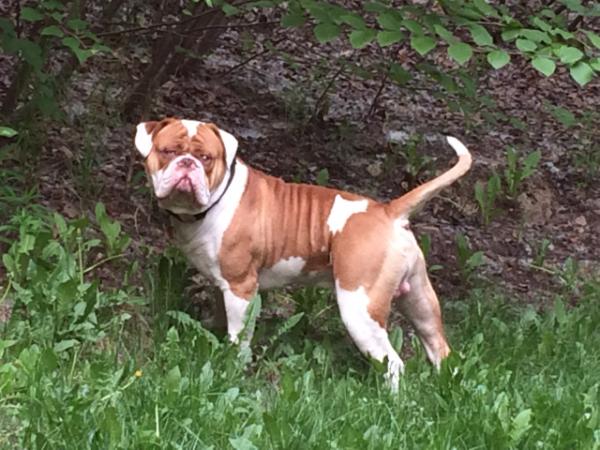 Cragles Baby Huey of BD's | Olde English Bulldogge 