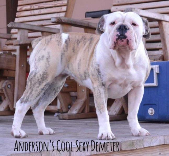 Anderson's Cool Sexy Demeter | Olde English Bulldogge 