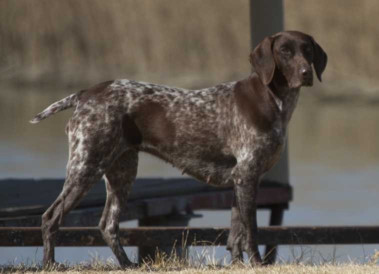 MORGENZON CONSTANZ OF GOEDEVONDEN NA | German Shorthaired Pointer 