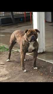 PINTOS BULLS TIGGER OF MIURA BULLS | American Bulldog 