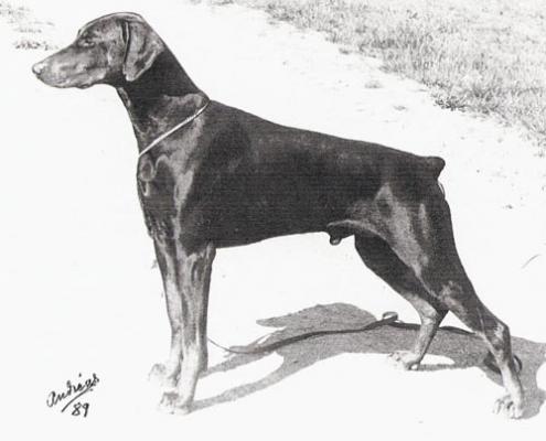 Walatcho's Black Fiasko | Black Doberman Pinscher