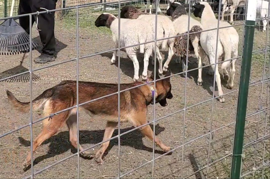 Val Haus French Connection | Belgian Malinois 
