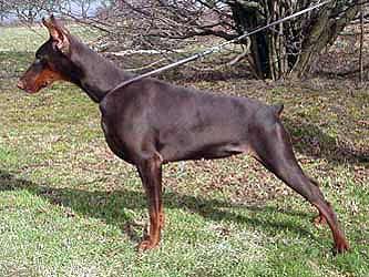 Smart Wood Hills Tuberoza | Brown Doberman Pinscher