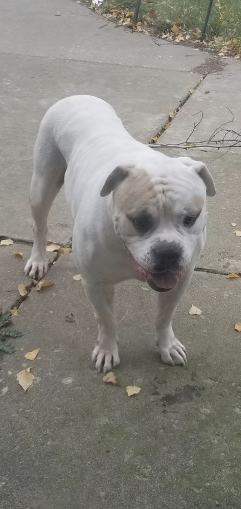 Hamilton's Original White Bulldog | American Bulldog 