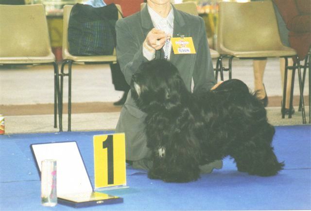 WANGTHANG PRINCESS ANJU-SI | Tibetan Terrier 