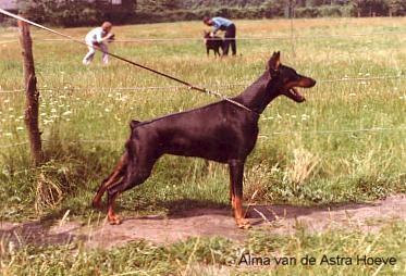 Alma v.d. Astra-Hoeve | Black Doberman Pinscher