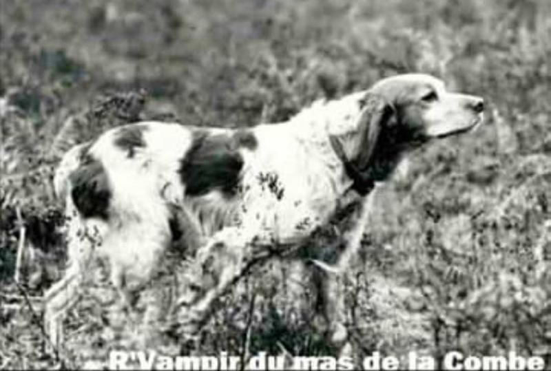 R'Vampir Du Mas De La Combe | Brittany 