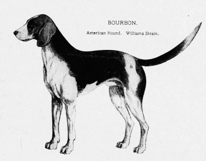 Bourbon [Williams Strain] | American Foxhound 