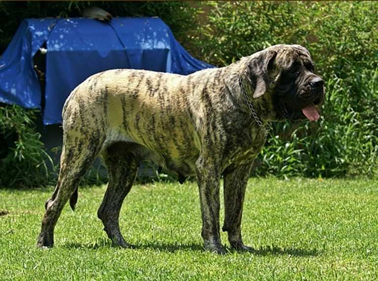 TIGRESHE E JUGUT (ORDOÑEZ) | Mastiff 