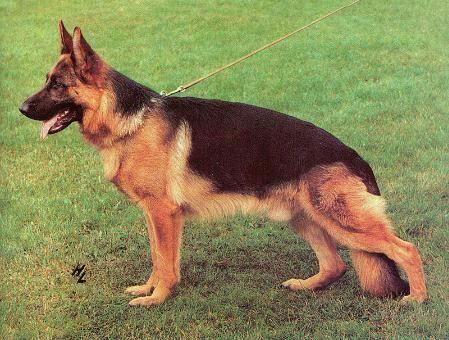 Mark vom Haus Beck | German Shepherd Dog 