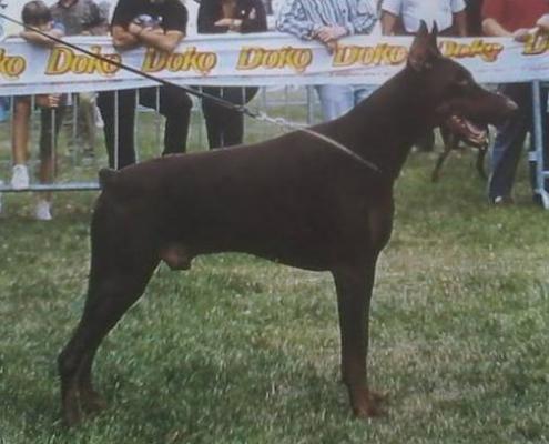 Forment de Covalta | Brown Doberman Pinscher