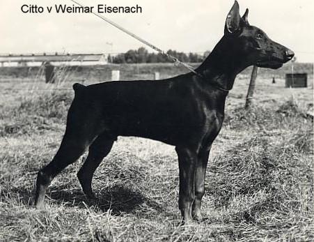 Citto v. Weimar-Eisenach | Black Doberman Pinscher