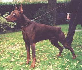 Febo Fleming del Citone | Brown Doberman Pinscher