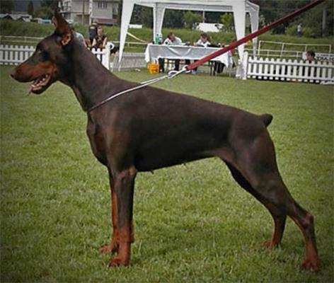 Come As You Are Feba | Brown Doberman Pinscher