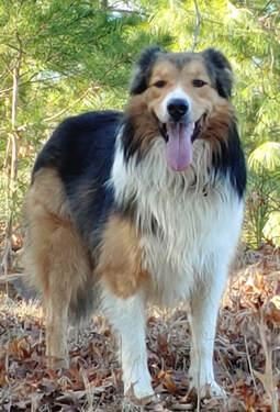 Cedar Creek Lad, Copper's Light | English Shepherd 