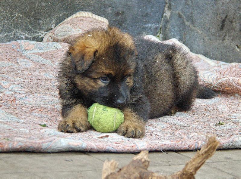 Kayra Aleksandrovskaj znatj | German Shepherd Dog 