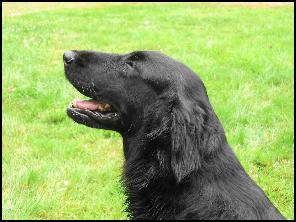 Petersfield Waterhouse Blues | Flat-Coated Retriever 