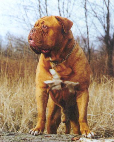 Criska Des Coteaux De L'Autan | Dogue de Bordeaux 
