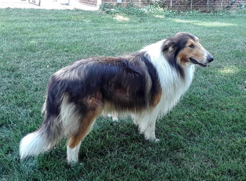 Kecmr Barney | Rough Collie 