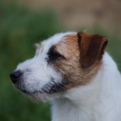 Lemosa my ozzie mate | Jack Russell Terrier 