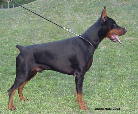 Cillian-Connor v. Jahrestal | Black Doberman Pinscher