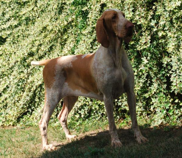 Nicuzza Del Tavuliddaro | Bracco Italiano 